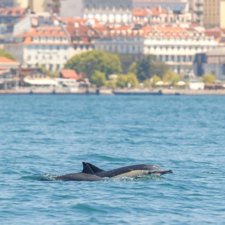 Delfinbeobachtung in Lissabon